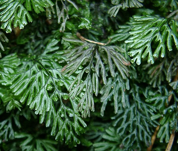 Image: WP2 Hymenophyllum Exkursion nach Berdorf (Luxemburgexkursion) 011