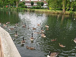 Waddon Ponds, Croydon, UK; from viewing platform.jpg