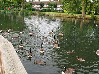 <span class="mw-page-title-main">Waddon Ponds</span> Park and inland water in Croydon, UK