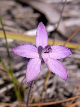 <i>Glossodia minor</i> Species of orchid