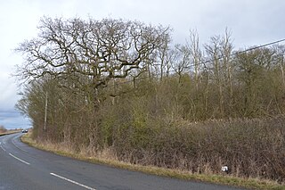 <span class="mw-page-title-main">Weaveley and Sand Woods</span> Protected area in Cambridgeshire, England