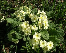 Primula vulgaris (Laufeyjarlykill)
