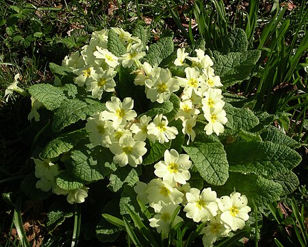 Tập_tin:Welsh_Primrose.jpg