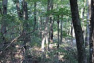 L'image est une vue de la forêt depuis le sentier à l'extrémité nord du parc national de West Rock Ridge.  L'image a été prise en août 2021.