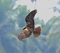 Western marsh harrier 6.jpg