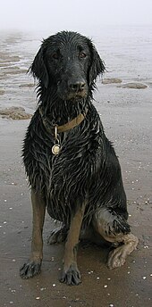 A Flat-Coated Retriever after swimming WetMuddyFlatcoatCropped.jpg