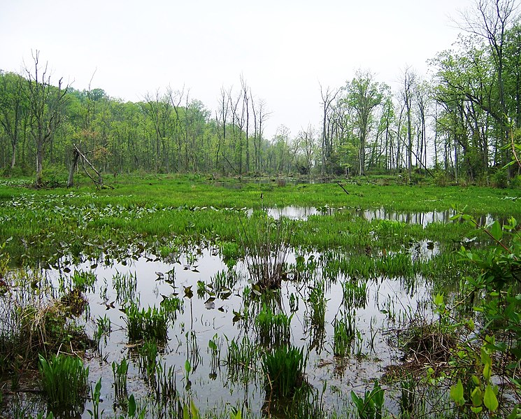 File:Wetlands in Mason Neck SP, Virginia - 1.jpg