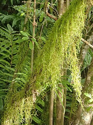 <i>Weymouthia</i> (plant) Genus of mosses