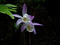 Pleione hookeriana flowers