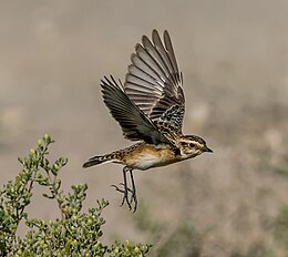 Whinchat by Irvin Calicut IRV08445.jpg
