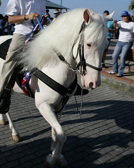 True white horses have pink skin and white coats, and many have dark eyes, as here. White-horse-with-pink-skin-dark-eyes-IMG 1282.JPG