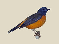 Robin, White-starred Pogonocichla stellata