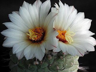 <i>Strombocactus</i> Genus of cacti