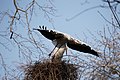 White stork leaving nest