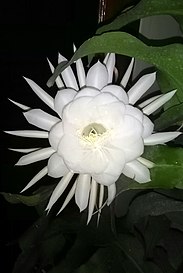 Wijayakusuma (bunga) - Wikipedia bahasa Indonesia ...