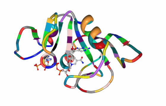 Staphylococcus aureus DHFR in complex with NADPH and trimethoprim PDB entry 2W9G [23]