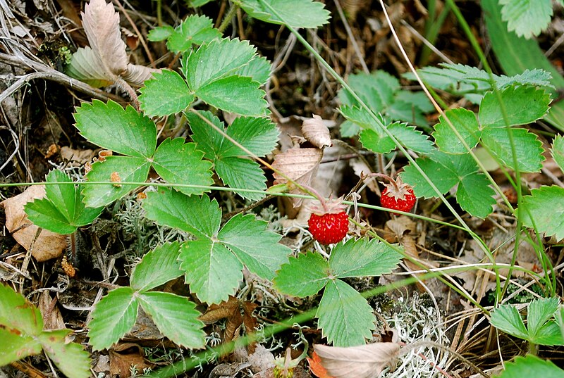 File:Wild strawberries on straw.jpg - Wikimedia Commons