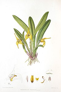 Masdevallia fragrans Masdevallia civilis