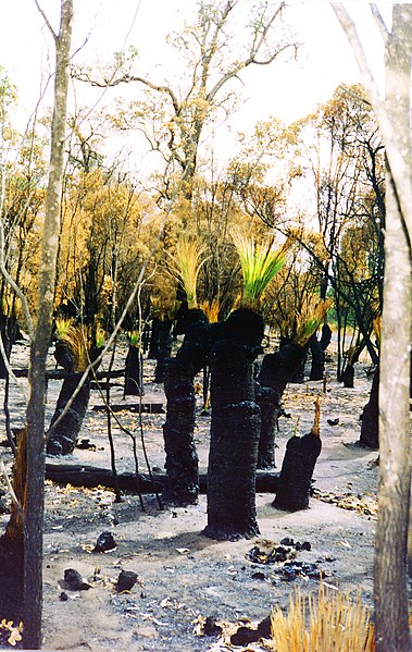 File:Xanthorrhoea bushfire.JPG