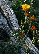 Xerochrysum subundulatum (Alpine everlasting)