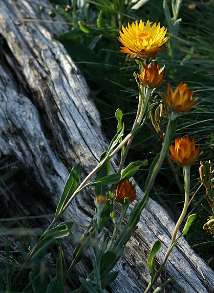 File:Xerochrysum subundulatum plants.jpg