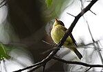 Thumbnail for File:Yellow-bellied Flycatcher (31015565888).jpg