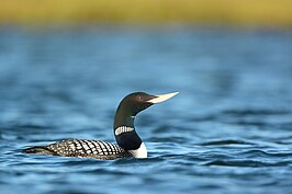 Geelsnavelduiker: Kenmerken, Verspreiding en leefgebied, Voorkomen in Noordwest-Europa