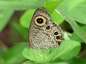 Ypthima huebneri (Common Four-ring)