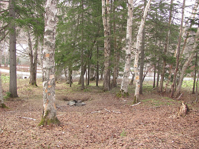 File:Yuzhno-Sakhalinsk - Forest near Santa Hotel.JPG