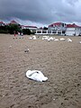 Sopot, GDJ'09 - łabędzie na plaży.