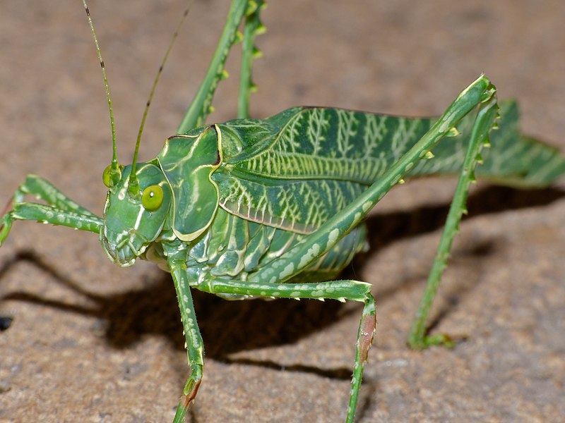 File:Zebra Katydid (Terpnistria zebrata) male (13698209034).jpg