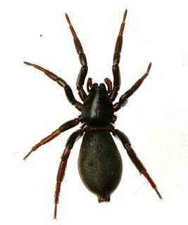 <i>Zelotes subterraneus</i> Species of ground spider