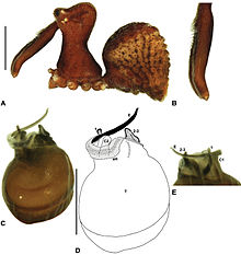 Zephyrarchaea porchi anatomy.jpg