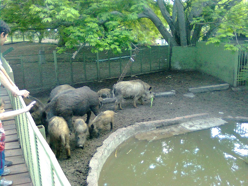 File:Zoo Municipal de Mercedes - panoramio (8).jpg