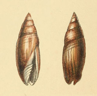 <i>Swainsonia fusca</i> species of mollusc