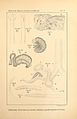 Zoologische Erbegnisse einer in den Jahren 1888-1890 mit Unterstützung der Kgl. Akademie der Wissenschaften zu Berlin von Dr. Franz Stuhlmann in die Küstengebiete von Ost-Afrika unternommenen Reise BHL36880830.jpg