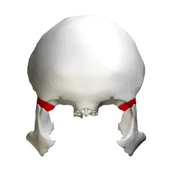 File:Zygomatic process of frontal bone - connected - anterior view.png