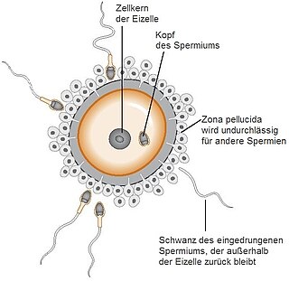 Eine Zygote ist eine eukaryoti