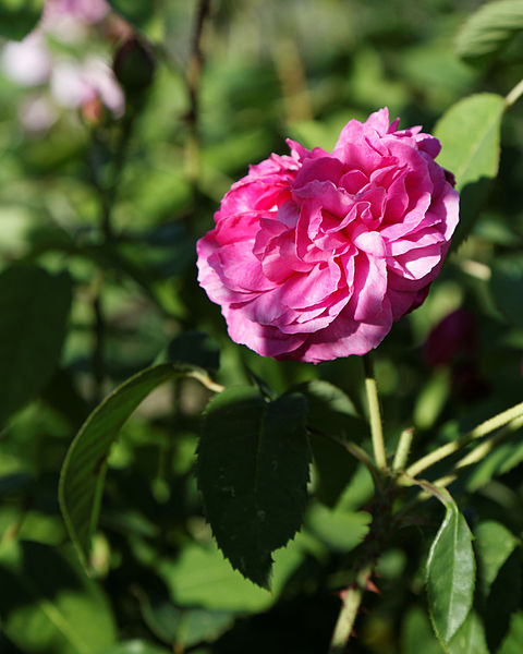 File:'Rosa Baronne Provost' Hybrid Perpetual Capel Manor College Gardens Enfield London England.jpg