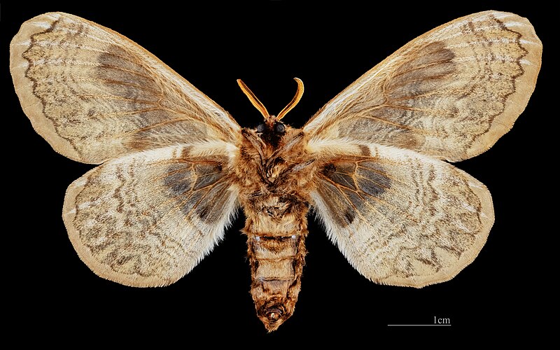 File:(MHNT) Brahmaea europaea - ventral.jpg