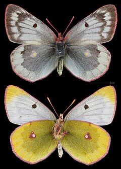 ♀ Colias phicomone