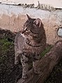 Кавказский лесной кот2jpg.jpg
