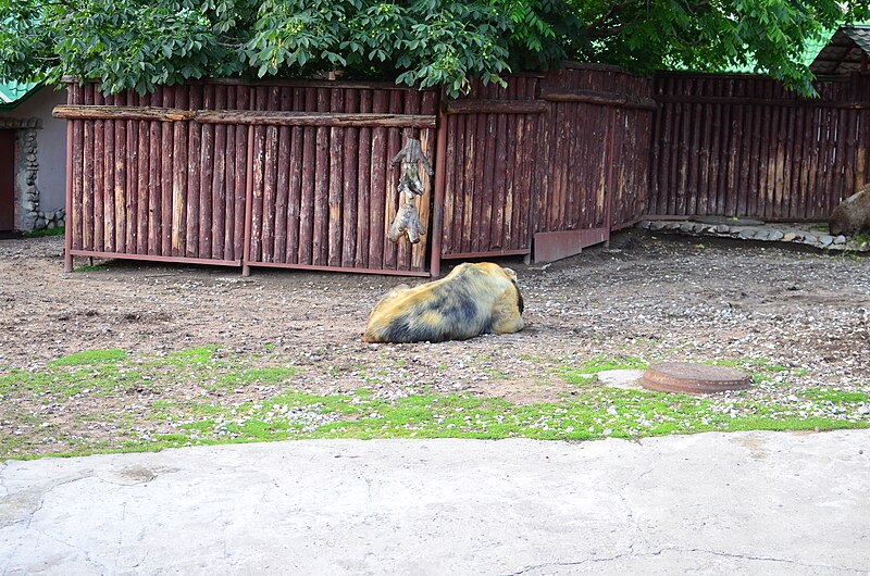 File:Московский зоопарк. Фото 46.jpg