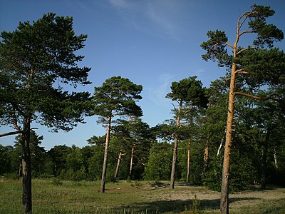 Деревья в сосновом бору возле моря