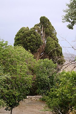 درخت سرو هزار ساله واقع در روستای سروتمین