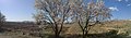شکوفه بادام - panoramio.jpg