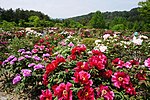 花と泉の公園のサムネイル