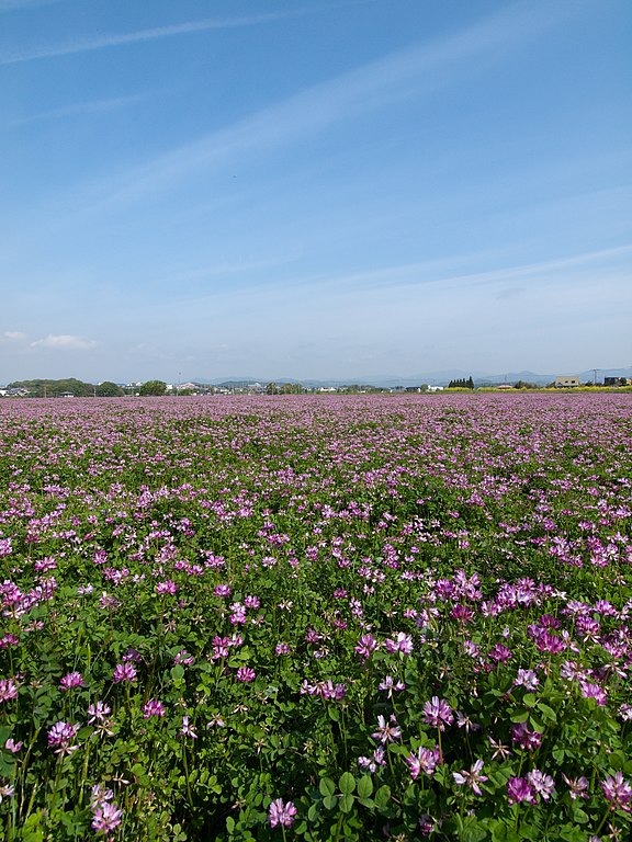 File レンゲの花畑 Panoramio Jpg Wikimedia Commons