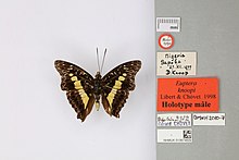 013674609 Euptera knoopi Libert amp; Chovet 1998 PT.jpg