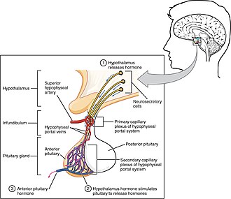 The anterior pituitary complex and hypophyseal portal system, where FSH and LH are released. 1808 The Anterior Pituitary Complex.jpg